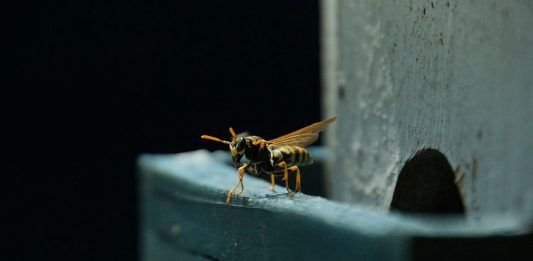 hiddenwasp